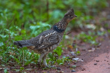 Ruffed-Grouse-9.25.26-2380