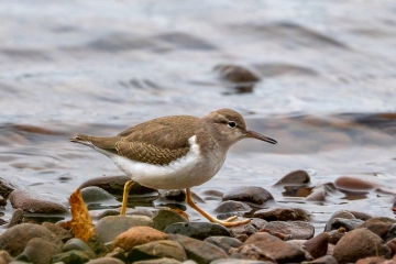 Spotted-Sandpiper-9.26.26-2398