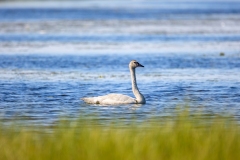 Swan-6.27.26-5820 Swan-6.27.26-5820