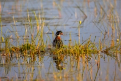 Wood-Duck-6.27.26-5600 Wood-Duck-6.27.26-5600