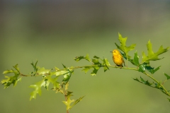 Yellow-Warbler-6.27.26-6629 Yellow-Warbler-6.27.26-6629