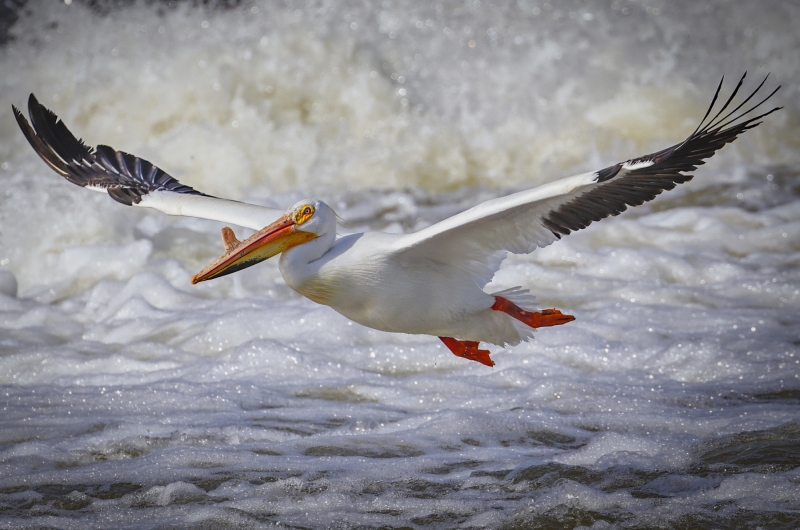 Pelican-5.29.22-0883