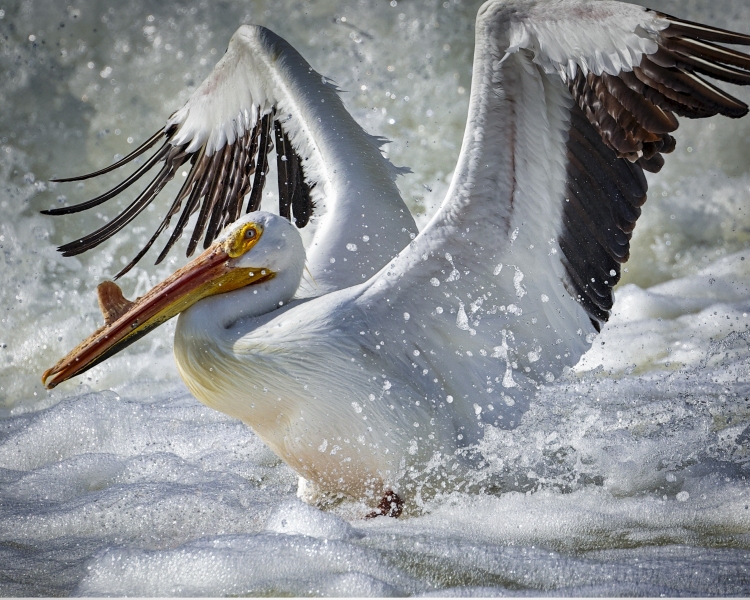 Pelican-GB-5.29.22-1127