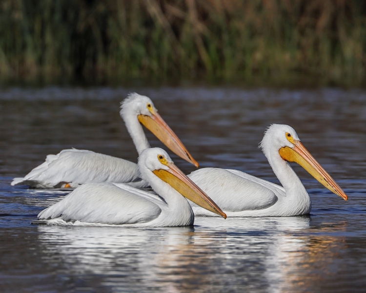 Pelicans-11.4.23-6377
