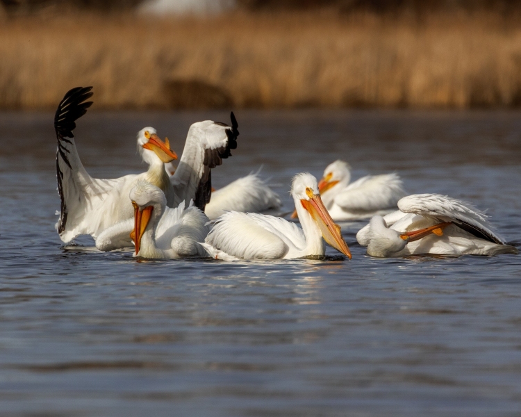 Pelicans-4.4.25-7234