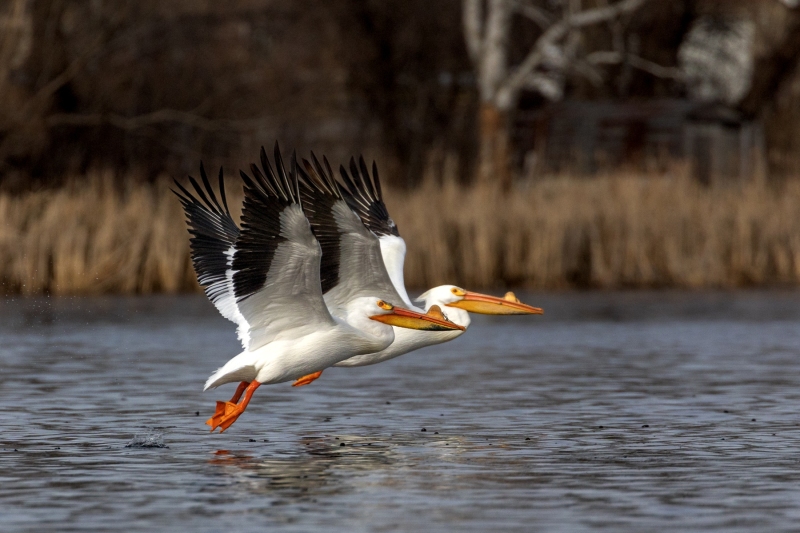 Pelicans-4.4.25-7379