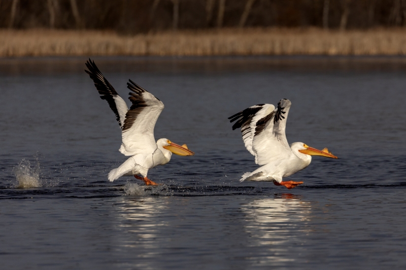 Pelicans-4.4.25-8525