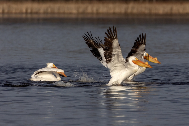 Pelicans-4.5.25-8502