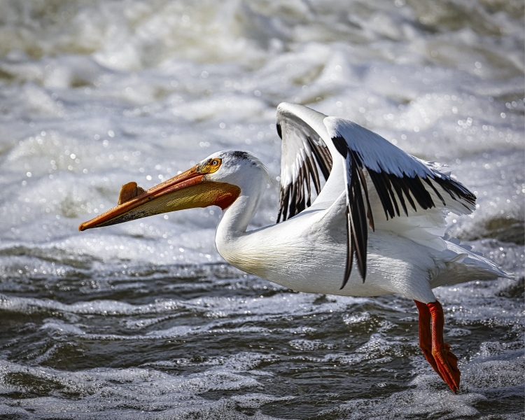 Pelicans-5.29.22-1191