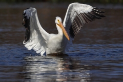 Pelican-11.4.23-6393