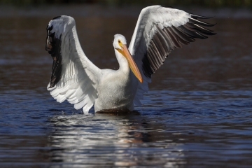 Pelican-11.4.23-6393