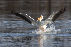 Pelican-4.15.26-1403