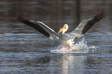 Pelican-4.15.26-1403