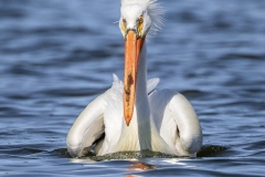 Pelican-5.2.26-6493
