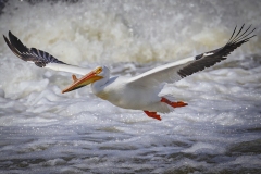 Pelican-5.29.22-0883