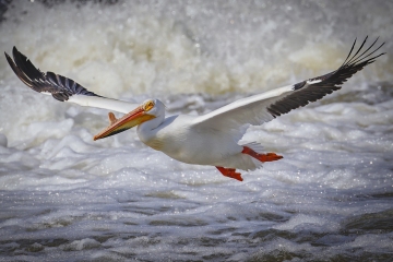 Pelican-5.29.22-0883