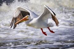 Pelican-5.29.22-0887
