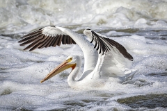 Pelican-5.29.22-1010