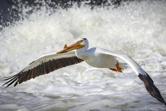Pelican-5.29.22-1101