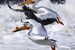 Pelican-5.29.22-1203