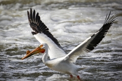 Pelican-5.29.22-1377