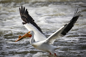 Pelican-5.29.22-1377