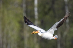 Pelican-5.4.26-8073
