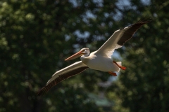 Pelican-7.11.26-8192