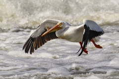 Pelican-GB-5.29.22-0880