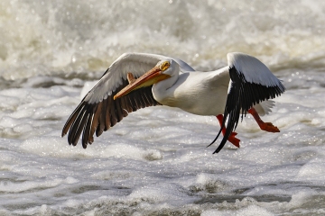 Pelican-GB-5.29.22-0880