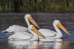 Pelicans-11.4.23-6377