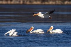 Pelicans-4.21.26-3606