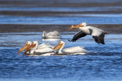 Pelicans-4.21.26-3618