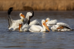 Pelicans-4.4.25-7234