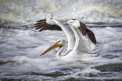 Pelicans-5.29.22-1011
