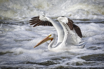 Pelicans-5.29.22-1011