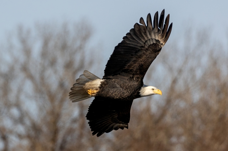 Bald-Eagle-1.4.25-8553@2x