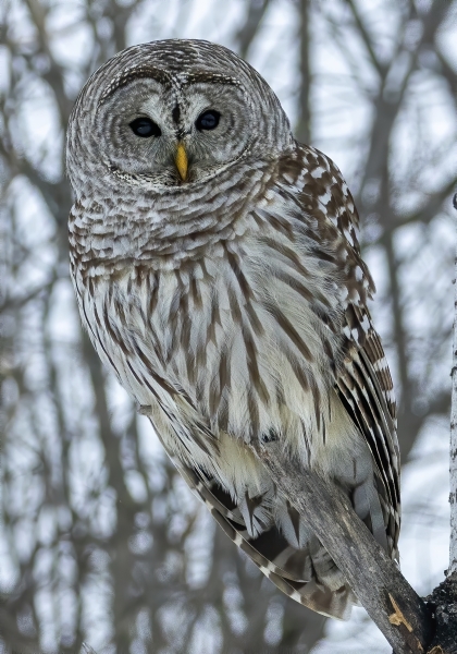 Barred-Owl