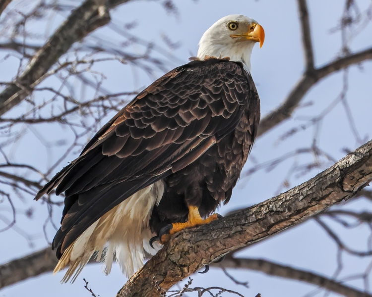 Eagle-3.25.23-2086
