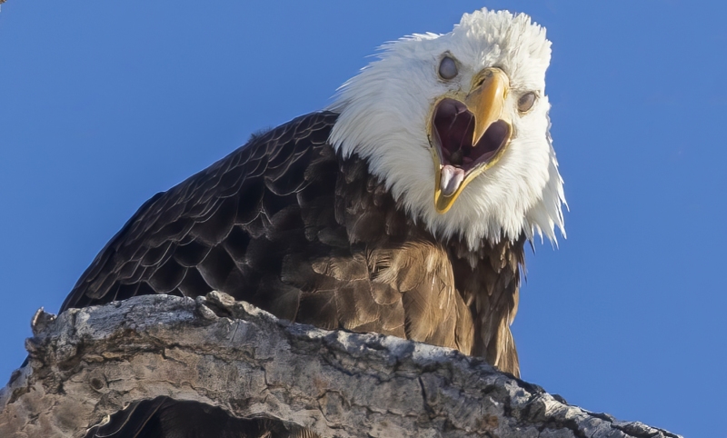 Eagle-Yelling