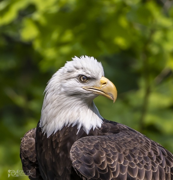 Eagle-head