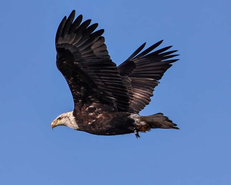 Eagle-in-Flight-12.18.22-0330