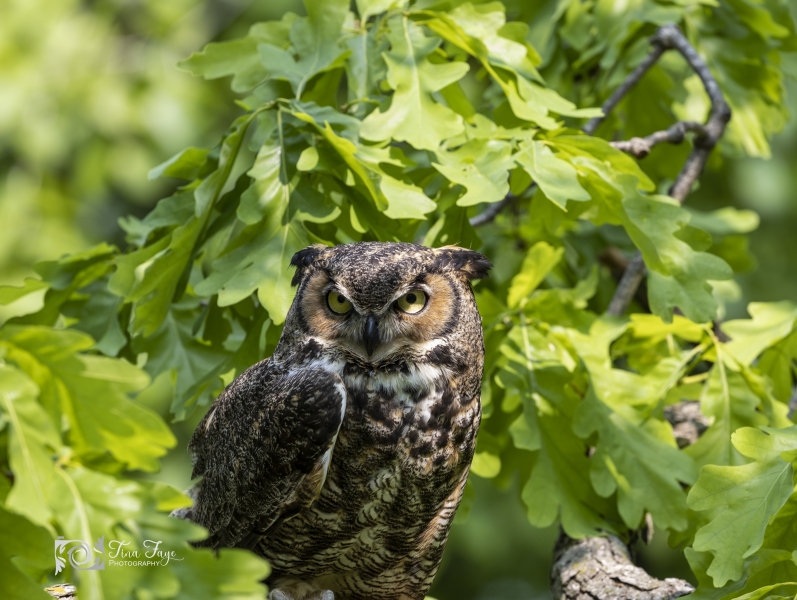 Horned-Owl
