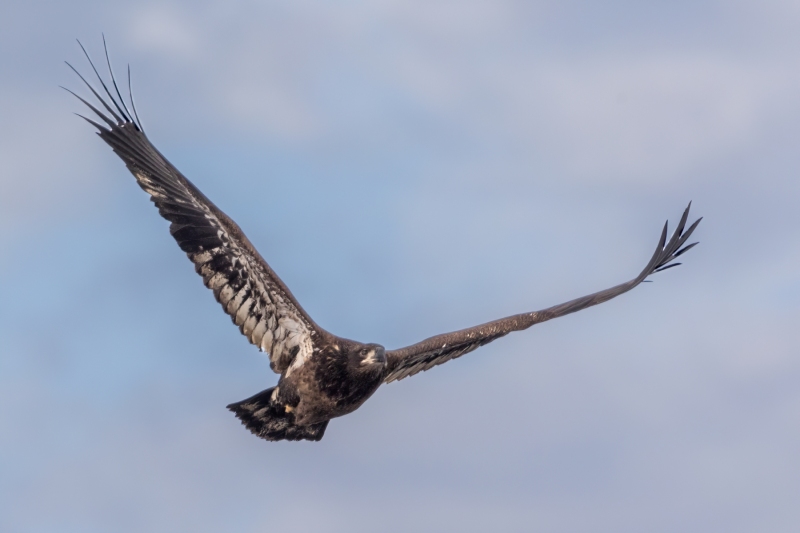 Juvenile-Eagle-12.22.24-9536