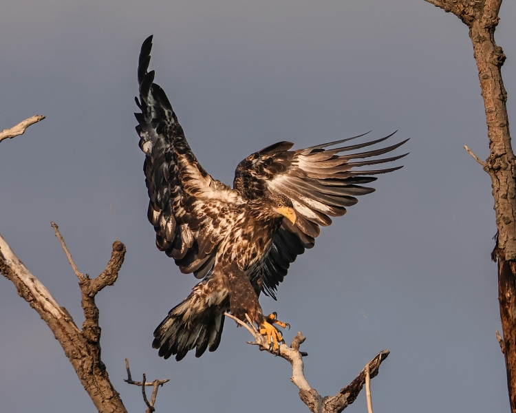 Juvenile-Eagle-7.21.23-3574