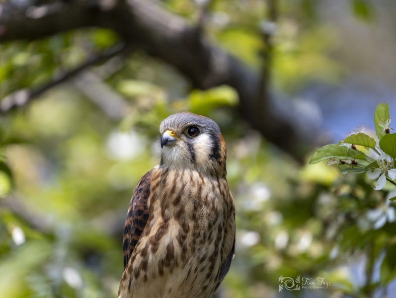 Kestrel