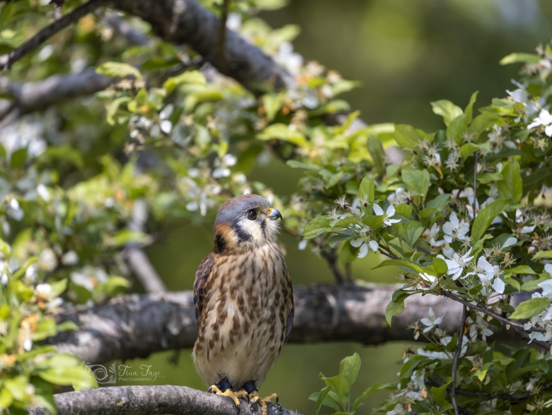 Kestrel