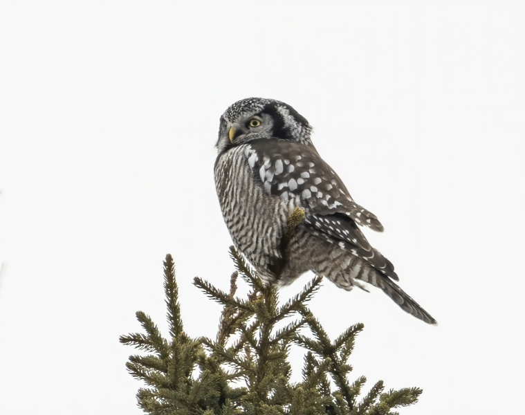 Northern-Hawk-Owl