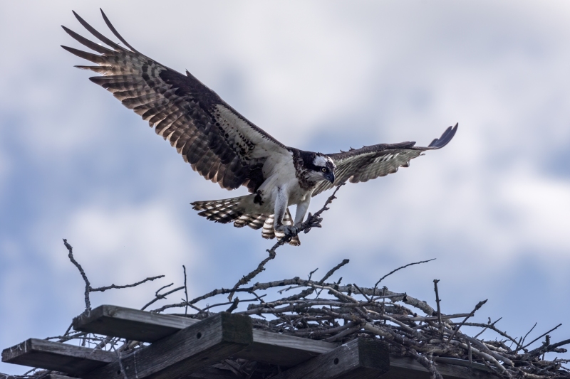 Osprey-6.26.24-8473