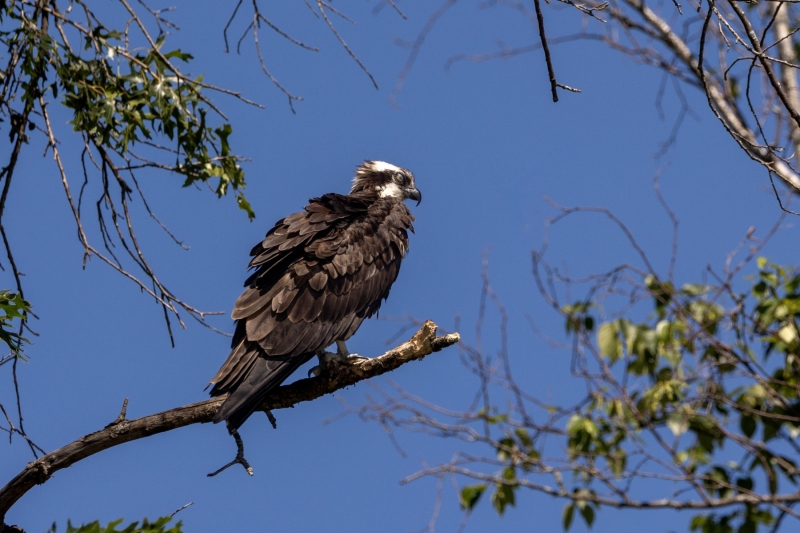 Osprey-6.30.24-9426